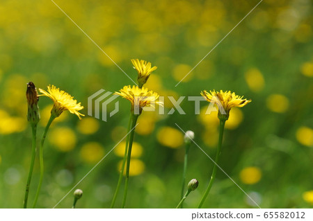 May Inagi 214 Butana, Asteraceae, Field 65582012