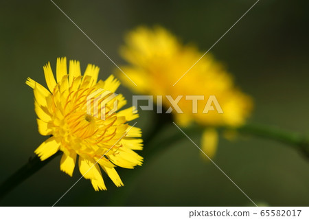 May Inagi 211 Butana, Asteraceae 65582017