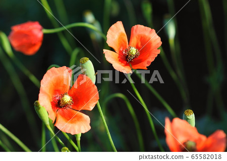 May Kawasaki 90 Nagahmina Kashi Department 65582018