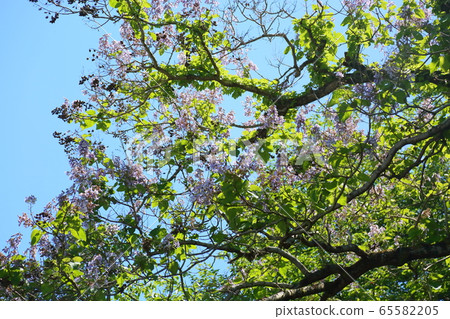 Rose flower 65582205