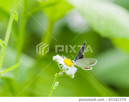 Swallowfish and Halzion Swallowfish and Halzion 65582579