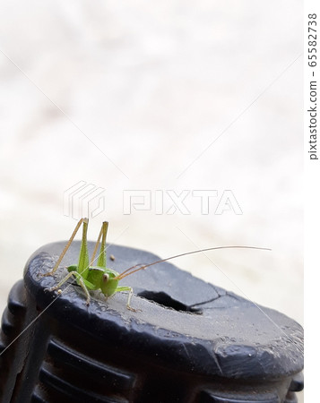 Grasshopper smaller than nail 65582738