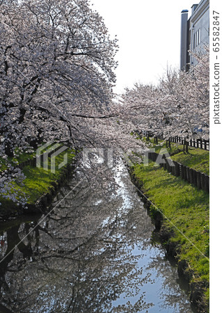Shin-Kashigawa River row of cherry trees landscape Kawagoe City, Saitama Prefecture Shin-Kashigawa River row of cherry trees landscape Kawagoe City, Saitama Prefecture 65582847