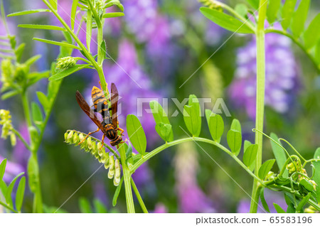 Paper wasp 65583196