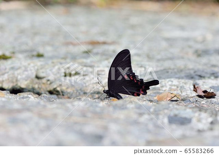 烏鴉鳳蝶、翠鳳蝶(Papilio bianor) 烏鴉鳳蝶、翠鳳蝶(Papilio bianor) 65583266