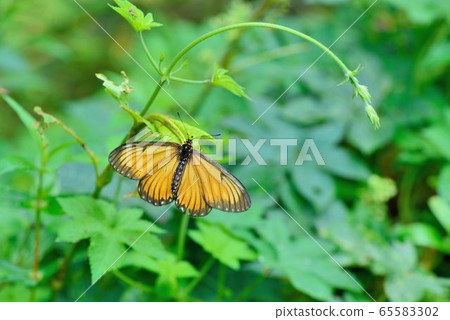 細蝶/苧麻珍蝶 (Acraea issoria formosana) 65583302