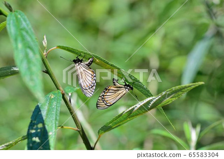 細蝶/苧麻珍蝶 (Acraea issoria formosana) 細蝶/苧麻珍蝶 (Acraea issoria formosana) 65583304