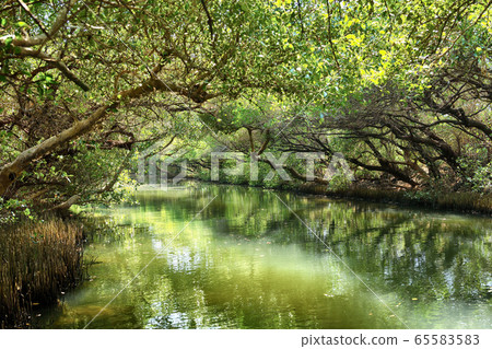 Sicao Mangrove Green Tunnel Sicao Mangrove Green Tunnel 65583583