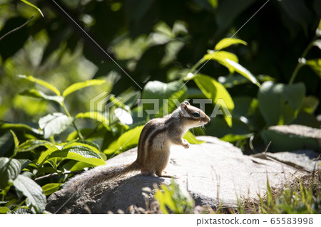 Cute squirrel in the wild 65583998
