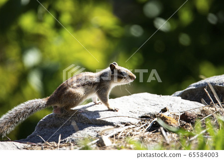 在野外的可愛松鼠 在野外的可愛松鼠 65584003