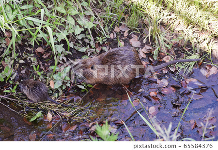 Nutria parent and child Nutria parent and child 65584376