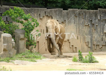 非洲大象 陸地上最強的動物 照片素材 圖片 圖庫