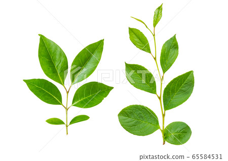 新鮮綠色切割材料白色背景 65584531