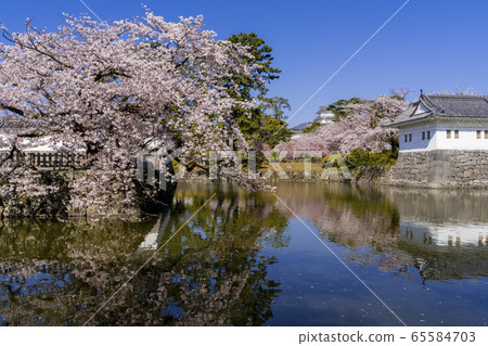 櫻桃樹盛開小田原城堡廢墟公園 櫻桃樹盛開小田原城堡廢墟公園 65584703