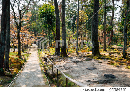Green forest at Toshodaiji temple in Nara, Japan Green forest at Toshodaiji temple in Nara, Japan 65584761