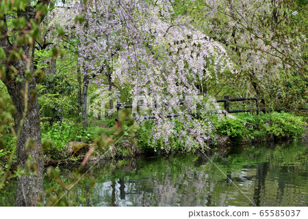 [山形縣]山形五月野花花園 65585037
