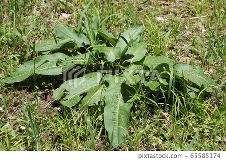 酢漿草 酢漿草 65585174