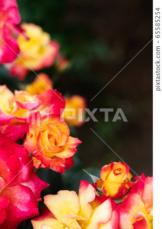 Gorgeous Rio Samba 65585254