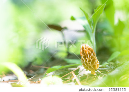Hide-and-seek of morels 65585255