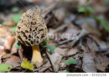 Amigasatake 65585256