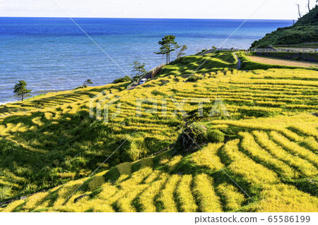 秋天的能登半島白米千ma田 65586199