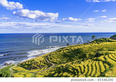 秋天的能登半島白米千ma田 秋天的能登半島白米千ma田 65586200