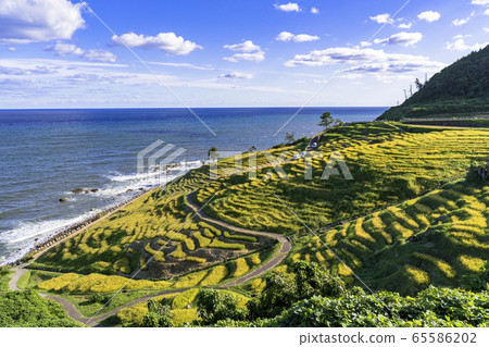 Senmaida of white rice in Noto Peninsula in autumn 65586202
