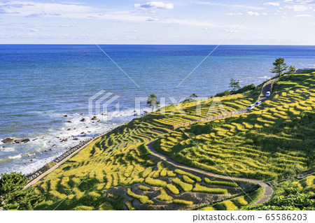 Senmaida of white rice in Noto Peninsula in autumn 65586203