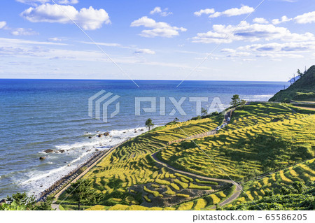 Senmaida of white rice in Noto Peninsula in autumn Senmaida of white rice in Noto Peninsula in autumn 65586205
