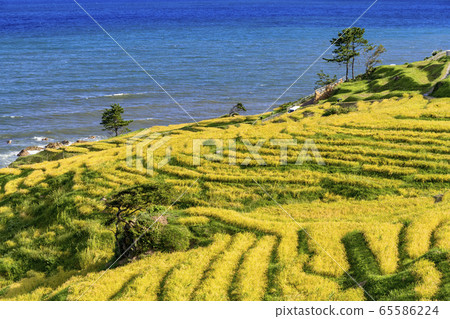 Senmaida of white rice in Noto Peninsula in autumn 65586224