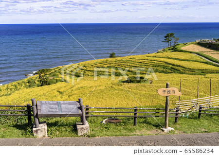 Senmaida of white rice in Noto Peninsula in autumn 65586234