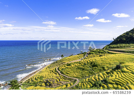 秋天的能登半島白米千ma田 65586239