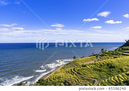 Senmaida of white rice in Noto Peninsula in autumn Senmaida of white rice in Noto Peninsula in autumn 65586240