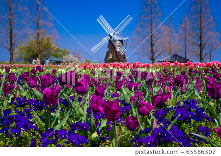 Tulip field and windmill Tulip field and windmill 65586307