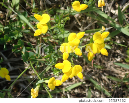 Miyako Kusa 65587262