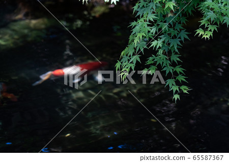初夏伊勢神宮的鯉魚 初夏伊勢神宮的鯉魚 65587367