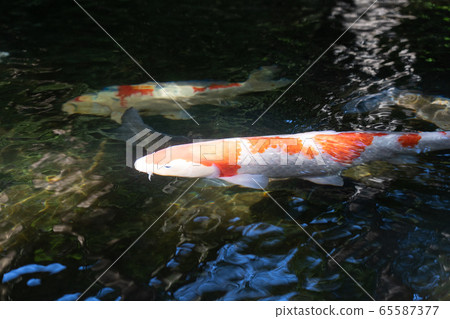 初夏伊勢神宮的鯉魚 初夏伊勢神宮的鯉魚 65587377