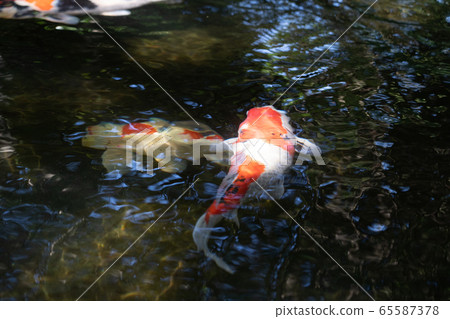 初夏伊勢神宮的鯉魚 初夏伊勢神宮的鯉魚 65587378