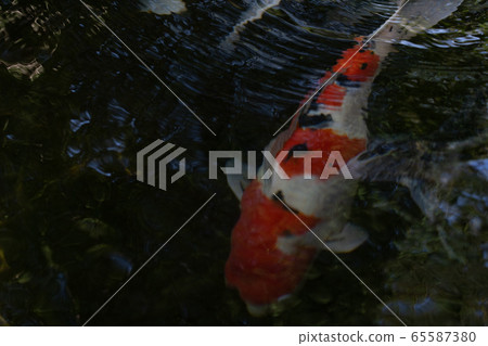 初夏伊勢神宮的鯉魚 初夏伊勢神宮的鯉魚 65587380