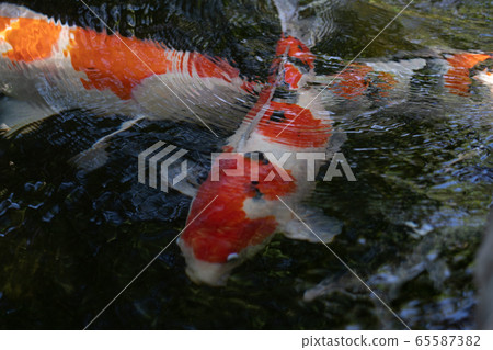初夏伊勢神宮的鯉魚 初夏伊勢神宮的鯉魚 65587382