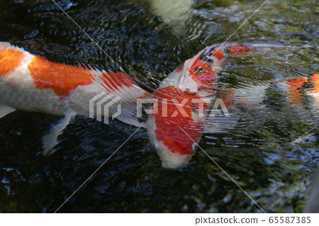 初夏伊勢神宮的鯉魚 初夏伊勢神宮的鯉魚 65587385