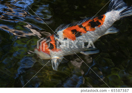 初夏伊勢神宮的鯉魚 初夏伊勢神宮的鯉魚 65587387