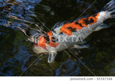 初夏伊勢神宮的鯉魚 初夏伊勢神宮的鯉魚 65587388