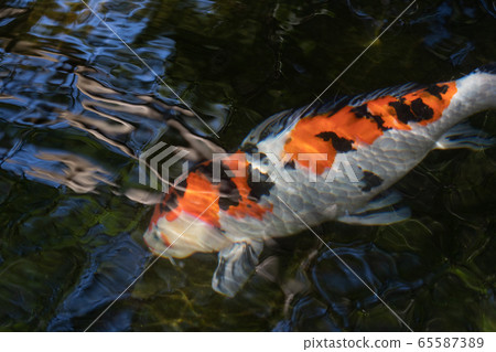 Carp of Ise Jingu Shrine in early summer Carp of Ise Jingu Shrine in early summer 65587389