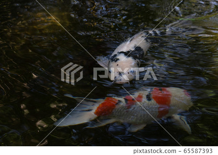 初夏伊勢神宮的鯉魚 初夏伊勢神宮的鯉魚 65587393