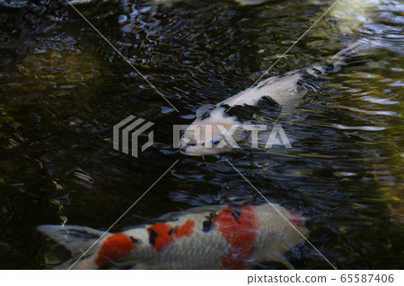 初夏伊勢神宮的鯉魚 初夏伊勢神宮的鯉魚 65587406