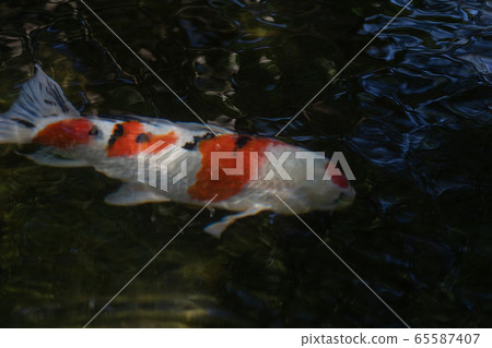 初夏伊勢神宮的鯉魚 初夏伊勢神宮的鯉魚 65587407