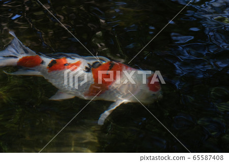 初夏伊勢神宮的鯉魚 初夏伊勢神宮的鯉魚 65587408