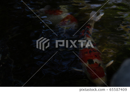 Carp of Ise Jingu Shrine in early summer 65587409