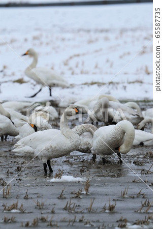Scenery of Hokkaido "Swan in the rice field" Scenery of Hokkaido "Swan in the rice field" 65587735